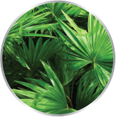 Saw Palmetto