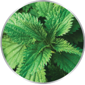 Stinging Nettle